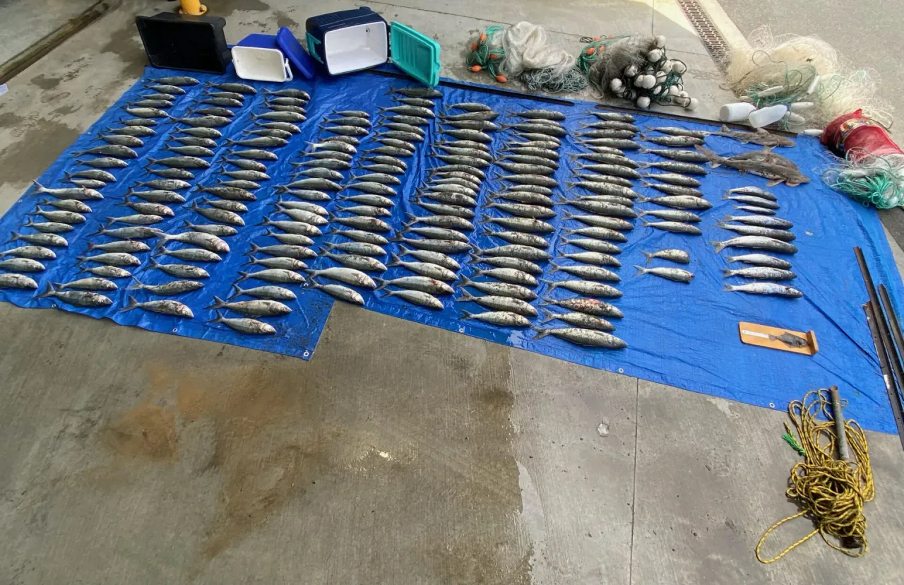 Fishery Officers catch fishers with large haul of kahawai, undersize snapper, pāua, rock lobster photo