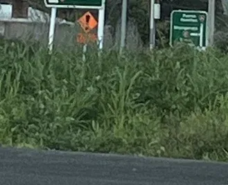 Kopu roundabout to get spring clean photo
