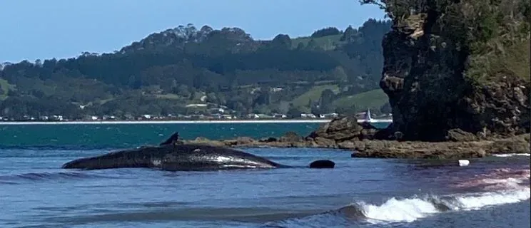 Whale Gone Questions Remain photo