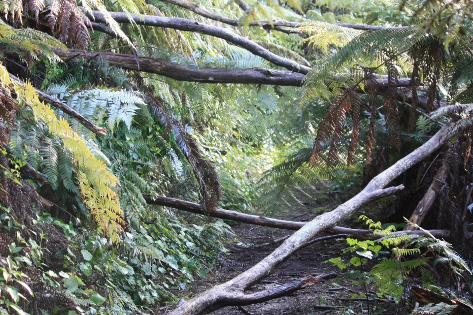 Wrestle Now To Open Coastal Walkway photo