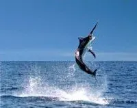 FISHING TOURNAMENT TEE SHIRT PRIZE TO GO AHEAD – WITHOUT SCHOOLS ENDORSEMENT photo