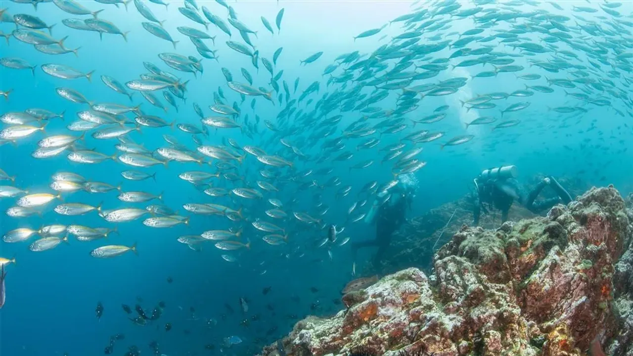 A school of fish swimming above a rocky reef