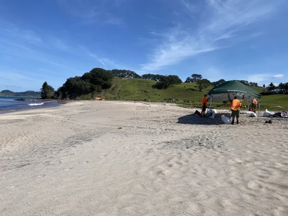 Disposal of Dead Sperm Whale At Wharekaho (Simpsons) Beach To Be Decided Soon photo