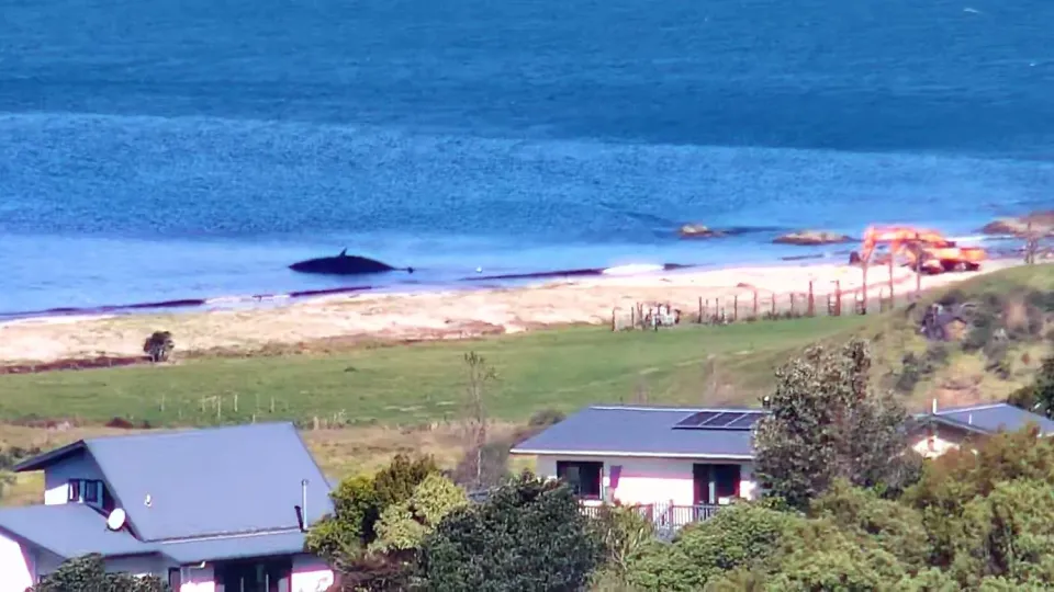 Disposal of Dead Sperm Whale At Wharekaho (Simpsons) Beach To Be Decided Soon photo